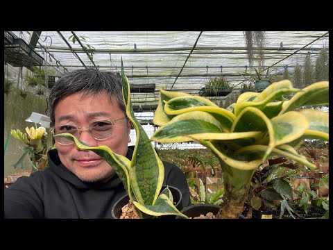 園芸 セーシェルの植物