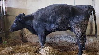 Download lagu Allotriophagia disease cattle/A cow affected with the disease Pica/bovine pica disease treatment cow mp3