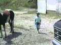horse kicks stupid kid