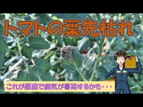 トマトに灰を加える時期とその理由は何ですか?メリットは何ですか?  庭園