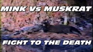 Mink Vs Muskrat :FIGHT TO THE DEATH