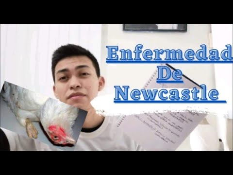 , title : 'Newcastle (NDV)) /enfermedades de temporada/enfermedad de Newcastle'