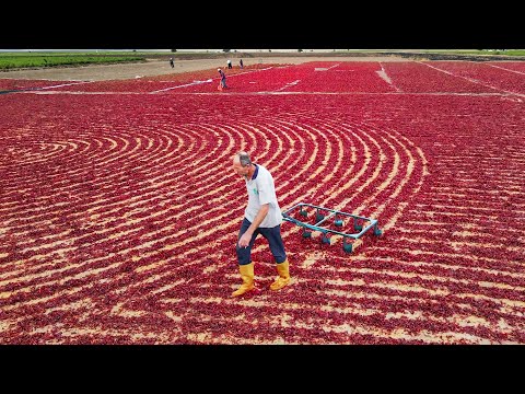 Amazing Way They Harvest And Process Tons of Chili Pepper