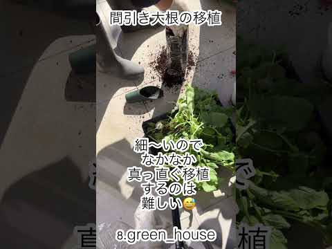 芳香植物と薬用植物は治癒を促進し、感染リスクを軽減します