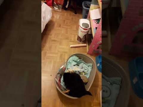 Qui a enlevé barbie....