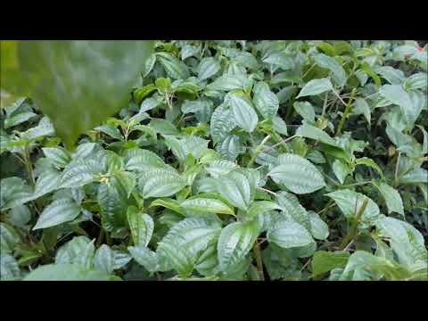 No. 253. Mengasah kelembutan hati dengan bertaman sari di rumah