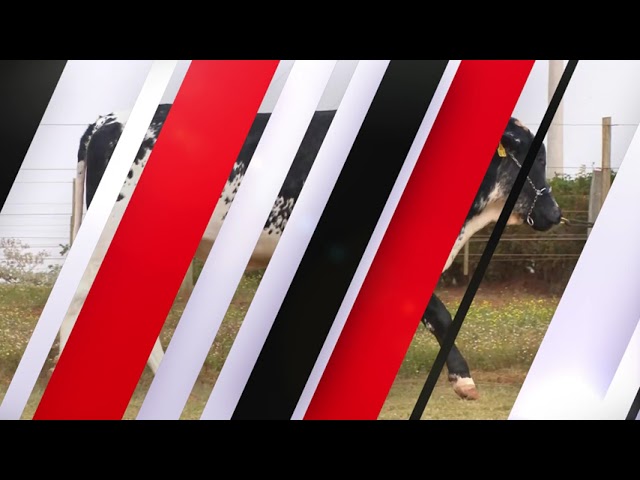 Vídeo CORINGA YODER RAMA DA JULUCA