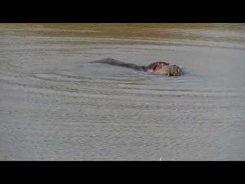 Djuma: Hippo getting active-including barrel roll - 16:20 - 10/06/2022