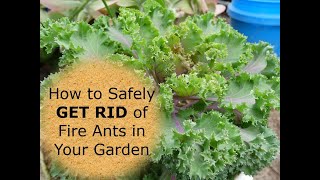 How to Get Rid of FIRE ANTS in your Raised-Bed or Container Garden! (Organic and safe!)