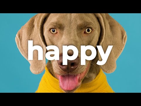 🐶 Happy Background (Royalty Free Music) - "Fun" by @alexproductionsnocopyright 🇮🇹