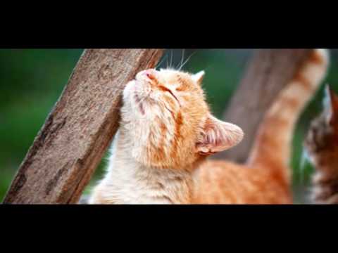 Care for Cats - Cat Allergies - Cat Tips