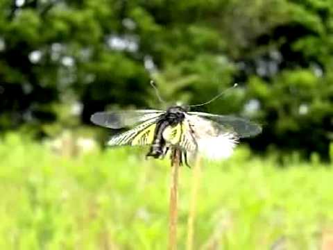 キバネツノトンボの飛翔
