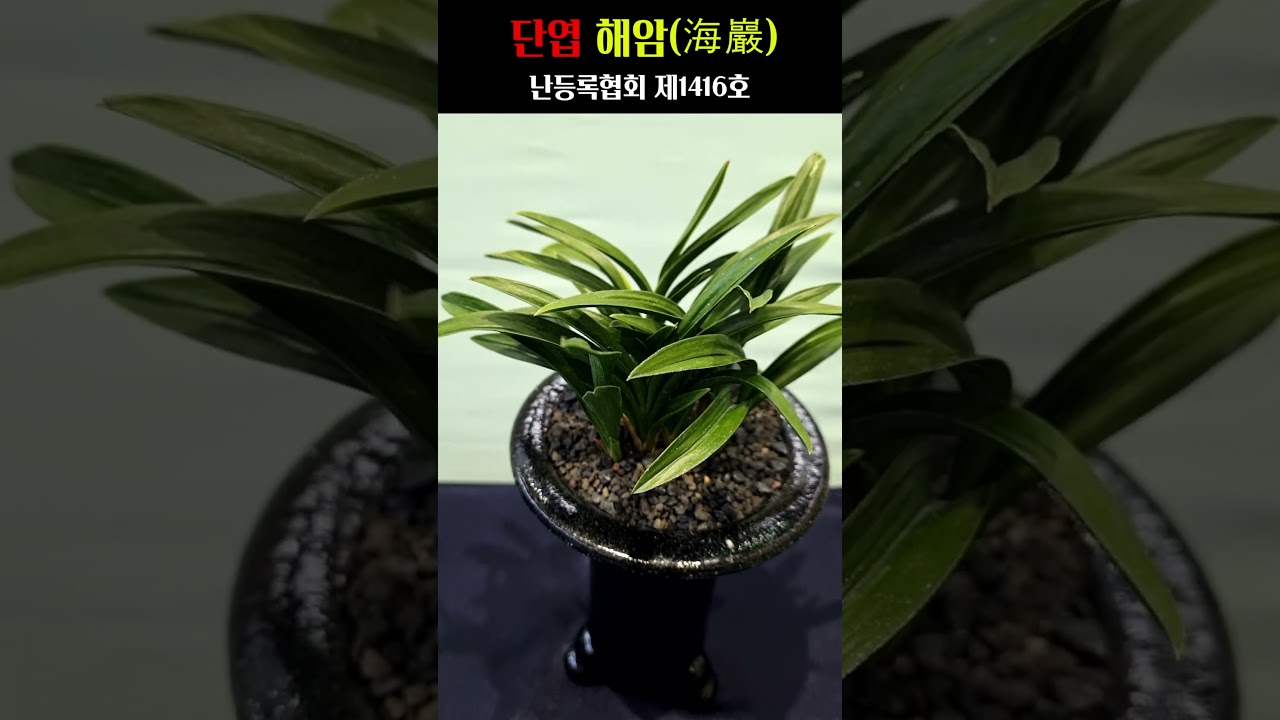 쇼츠 썸네일