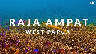 This is Raja Ampat (4k) - dive into the dream of b