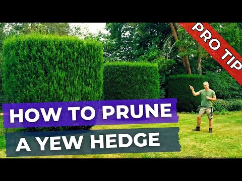 How to Prune a Yew Hedge, Tree, Shrub and Topiary
