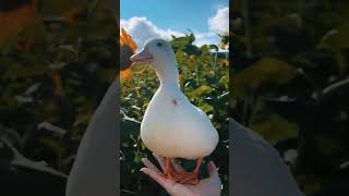 Download lagu suara bebek. kwek kwek kwek kwek mp3 Download lagu suara bebek. kwek kwek kwek kwek mp3