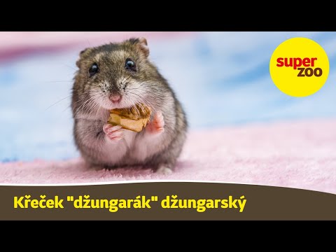 , title : 'Křeček "džungarák" džungarský | Super zoo'