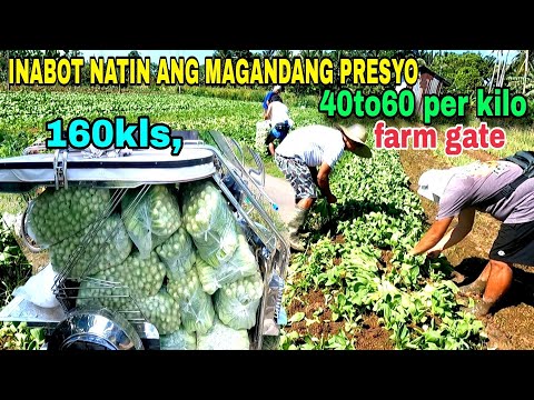 160kls, singkang harvest