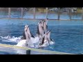 Pacific White Sided Dolphin Inside Look SeaWorld San Antonio January 8 2023