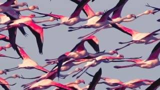 Deftones - Rubicon (Gore 2016)