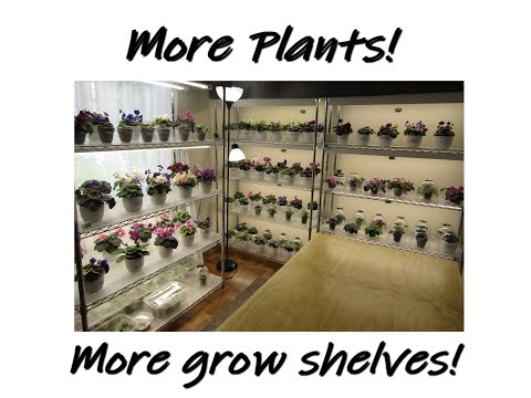 My New African Violet Grow Room!