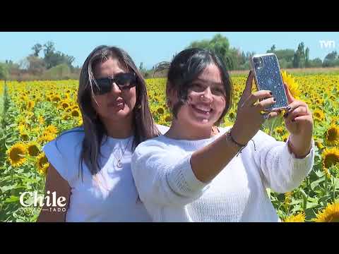 Chile Conectado llegó hasta San Clemente por los girasoles del Maule | 24 Horas TVN - Red Maule