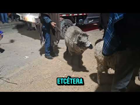 Un negocio con mucha lana en Ventaquemada Boyacá. 