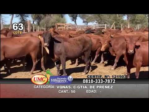 Lote 50 Vaquillonas C/ gtia de preñez en Las Lomitas, Formosa
