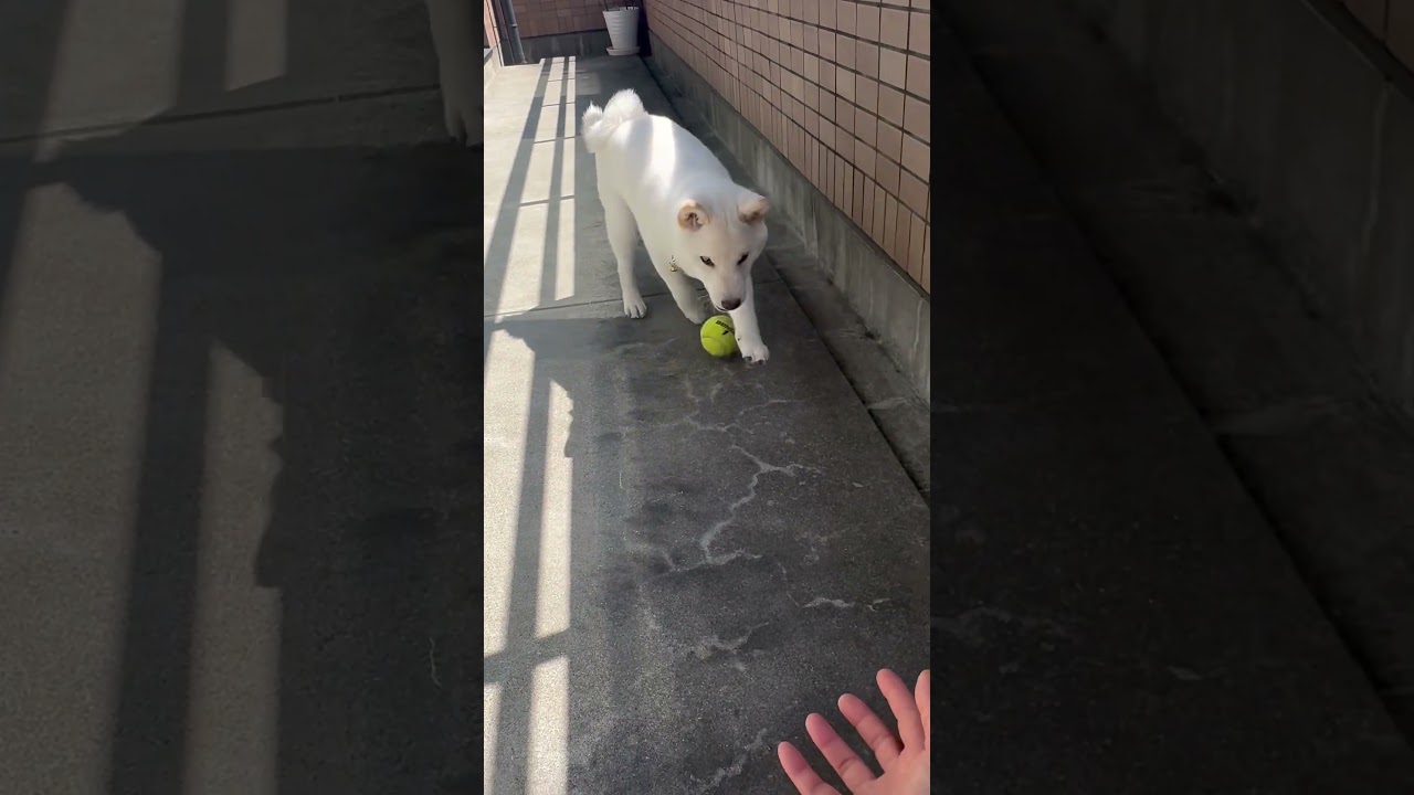 賢殿とよくしたように蓮殿ともボール遊びをしました#shorts #柴犬 #蓮殿 #賢殿 #白柴 #ボール遊び