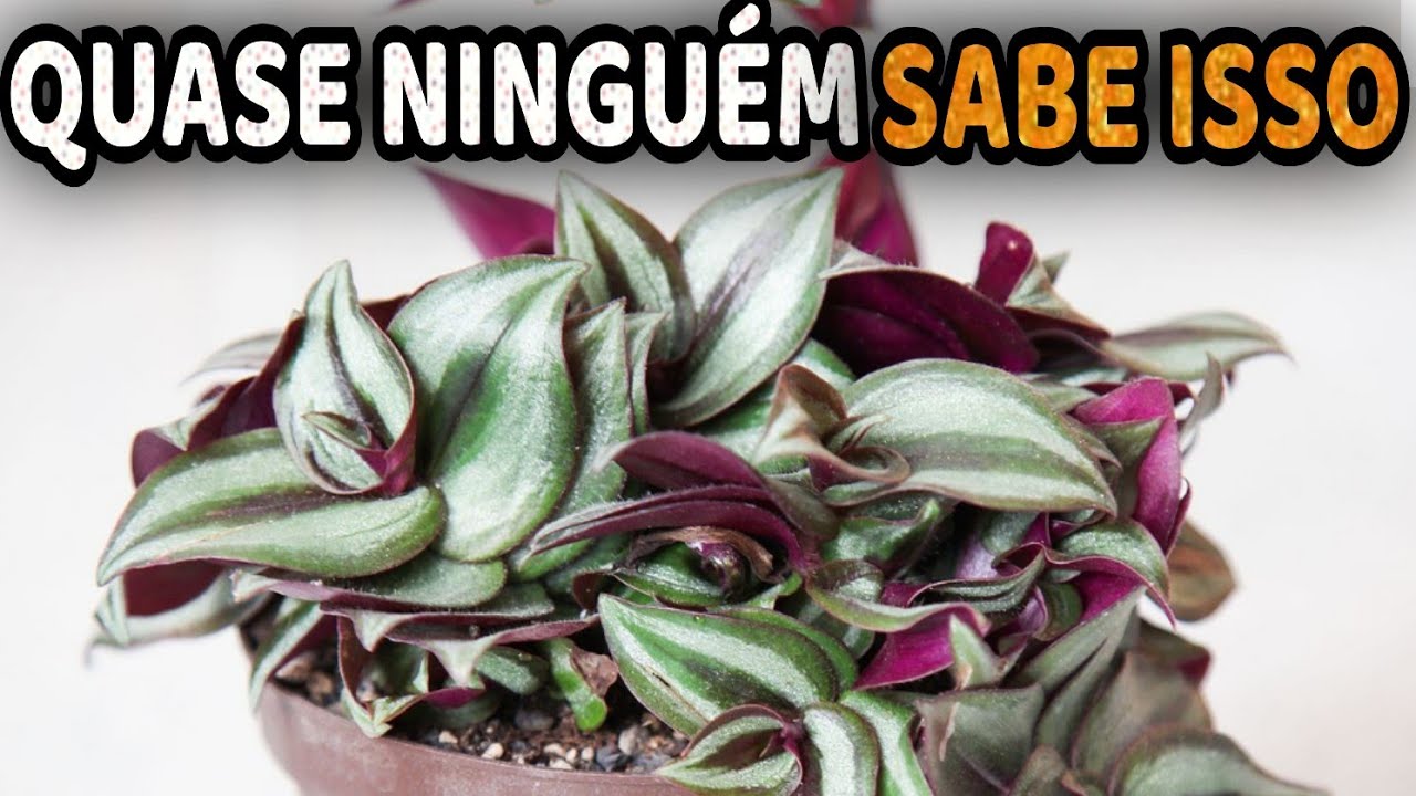 Se você NÃO TEM ESSA PLANTA em casa vai se arrepender Depois de saber Disso!