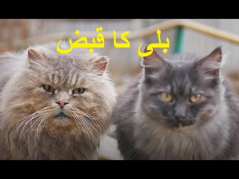 Cat Constipation: Home Remedy, Treatment and Prevention - Cat Health In Urdu/hindi