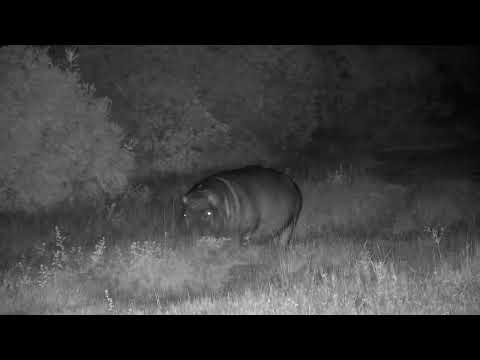 Djuma: Hippo coming in from Open Area to the dam - 03:38 - 03/22/2023