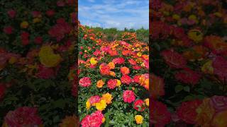 Download lagu Beautiful Morning Rose garden .🌹|| #flowers #sunrise #nature #amazing mp3 Download lagu Beautiful Morning Rose garden .🌹|| #flowers #sunrise #nature #amazing mp3