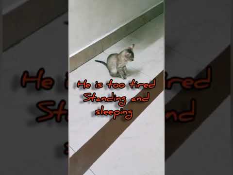 MY CATS BEING TOO CUTE!!!