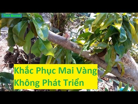 Nguyên Nhân Mai Vàng Chậm Phát Triển Và Cách Khắc Phục | Tính Bonsai