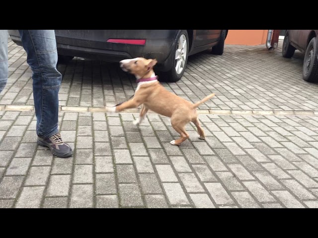 Bull Terrier Miniatura cachorro en venta