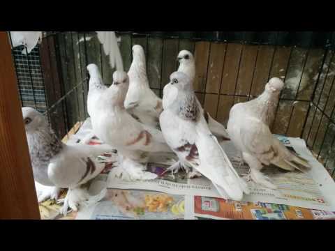 Berliner Kurze Tauben, Berlin Short Face Tumbler, Pigeon (Nr. 2)