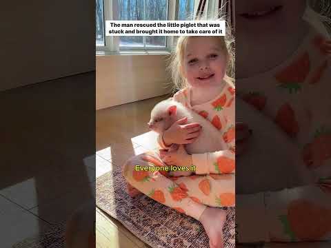Rescuing a trapped piglet #piglet #rescue #lovestory #cute #pets #wildliferescue #animalfriendship