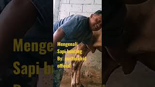 Download lagu mengenali sapi bunting lima bulan (5 bulan).my vlog#myvlogvideo mp3