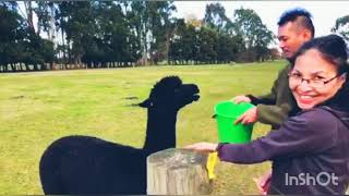 preview picture of video 'Alpaca Farm 2019'