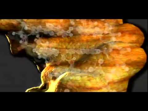 Analize Video 