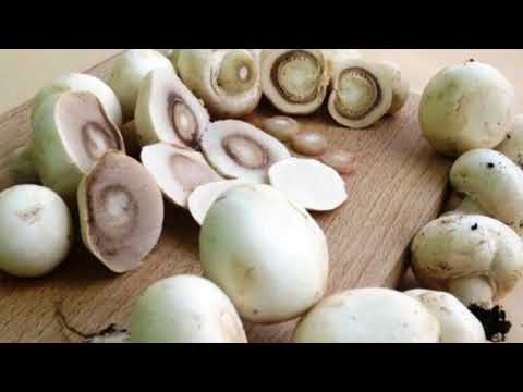 download lagu mp3 mp4 Mushroom Is Veg Or Non Veg, download lagu Mushroom Is Veg Or Non Veg gratis, unduh video klip Mushroom Is Veg Or Non Veg