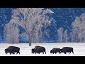 Peace in the Colorado Rocky Mountains, Beautiful Soothing Music, Relaxing Music by Tim Janis