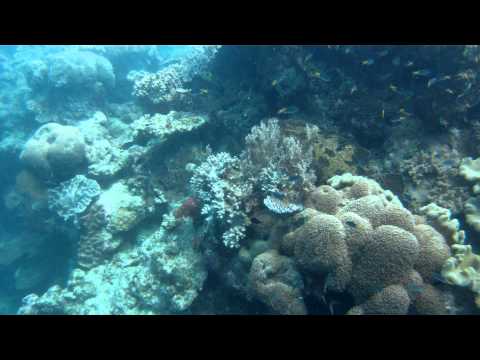 Scuba Diving Great Barrier Reef - GoPro HD (Flat Lens)