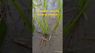 Download lagu wereng batang cokelat menyerang padi muda #wereng mp3 Download lagu wereng batang cokelat menyerang padi muda #wereng mp3