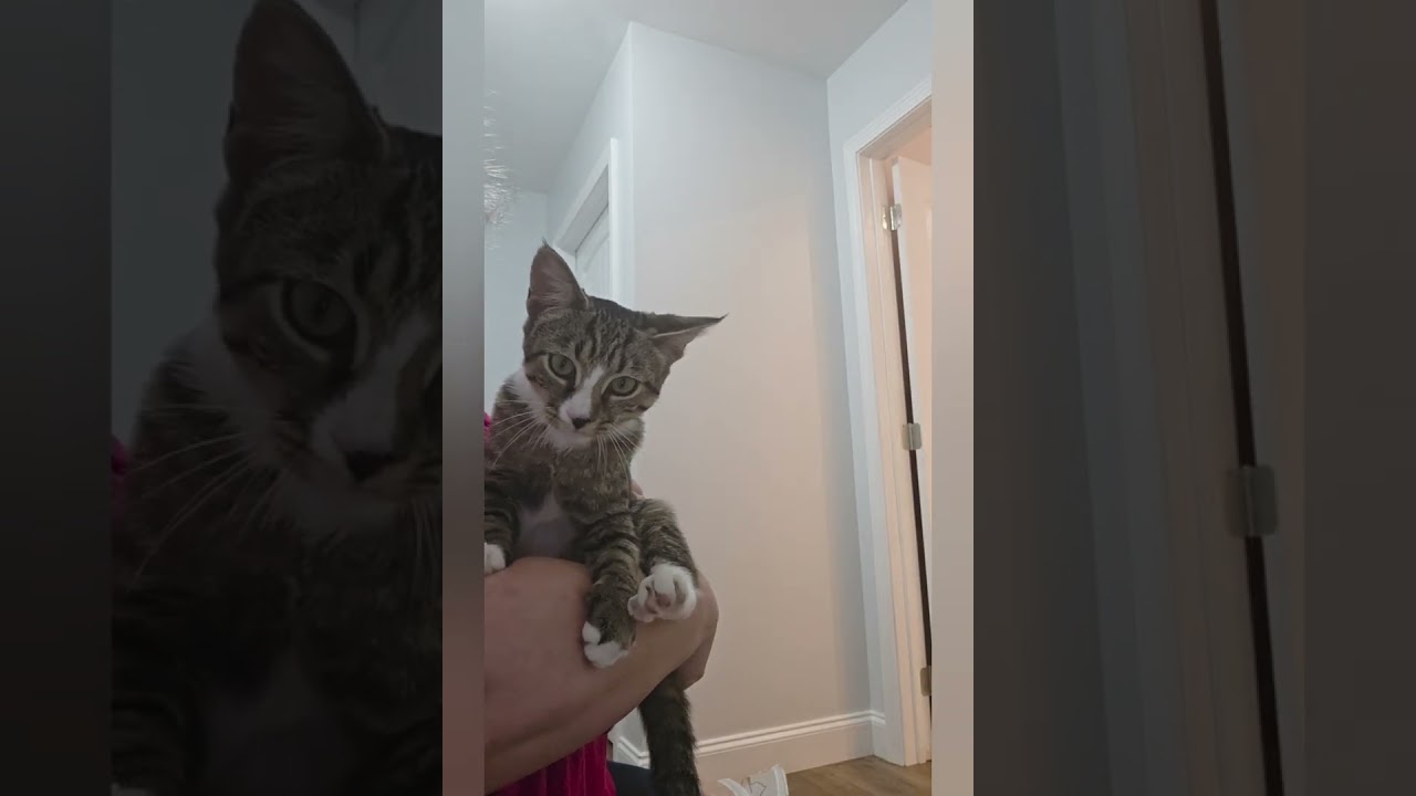 Hamburger, a Adoptable Domestic Short Hair in Kingsport, TN video 6/6
