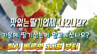 전라북도 김제딸기체험농장 딸기코빨강코 딸기정식 22일후 딸기생육속도 딸기살펴보기.아침일액. 잎장크기.  잎수…
