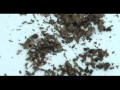 Sesame Seed Harvesting Next72Hours Survival Gardening