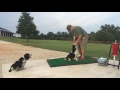Canine Caddies