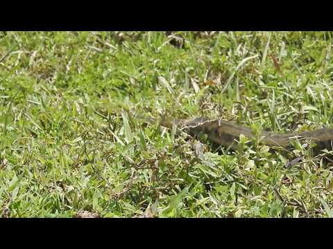 Wow, Wow Amazing! Brave man Catch Big Snake With Bare Hand | How To Catch Big Snake in Cambodia